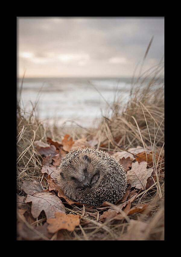Baby Hedgehog Nestled In Leaves