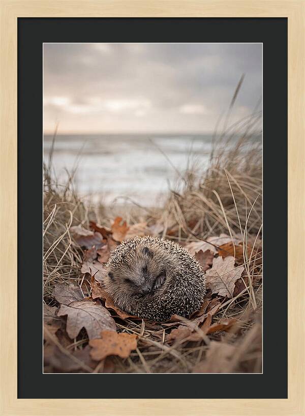Baby Hedgehog Nestled In Leaves