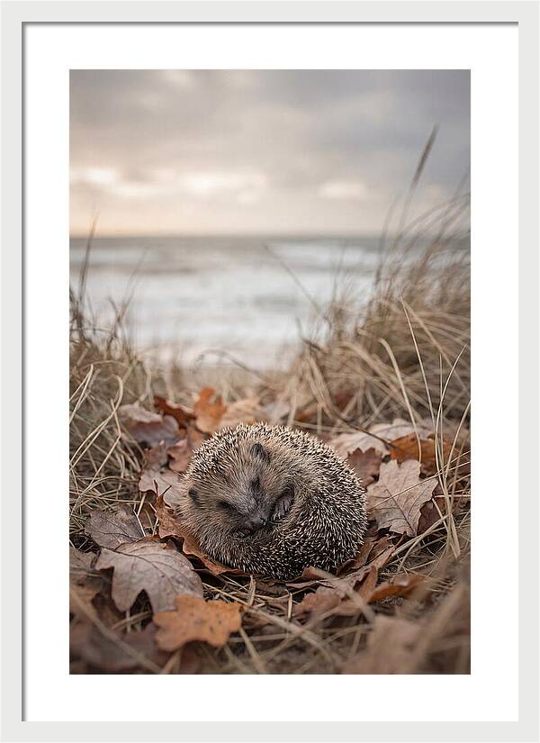 Baby Hedgehog Nestled In Leaves