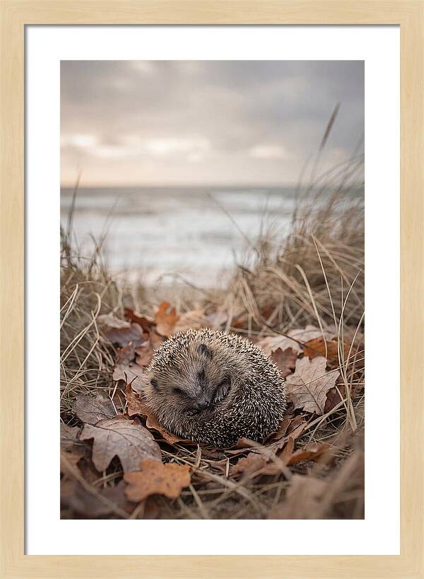 Baby Hedgehog Nestled In Leaves