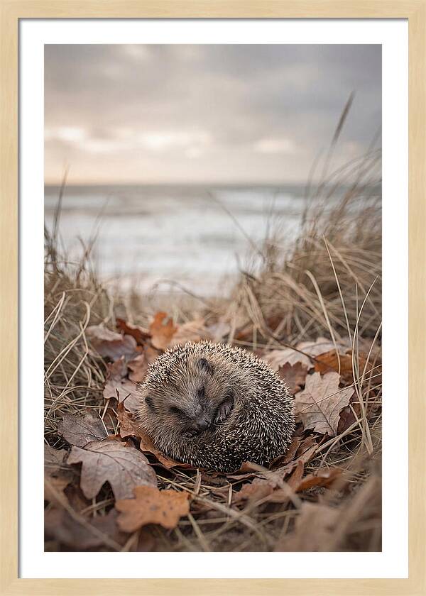 Baby Hedgehog Nestled In Leaves