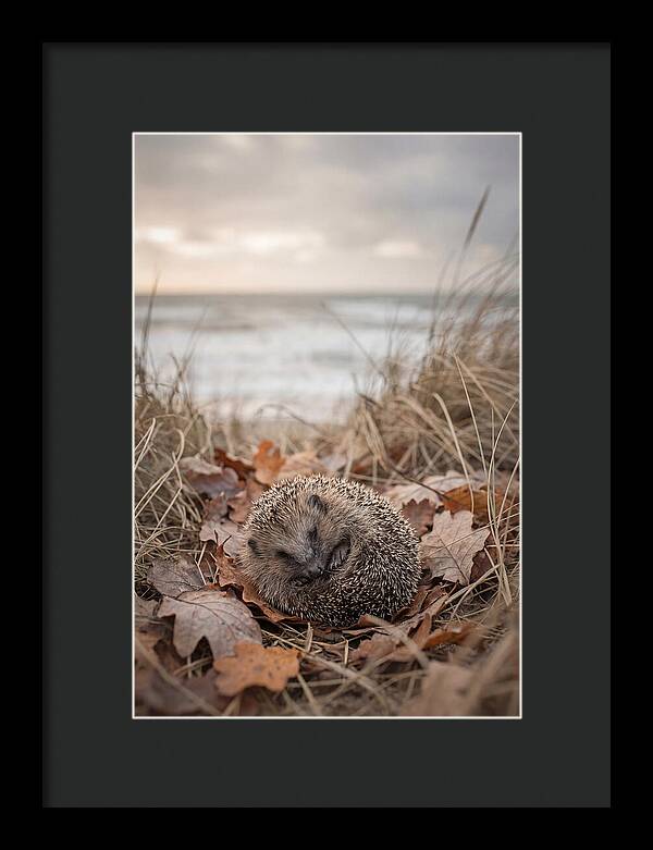 Baby Hedgehog Nestled In Leaves