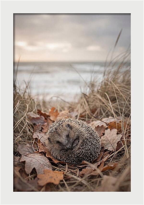 Baby Hedgehog Nestled In Leaves