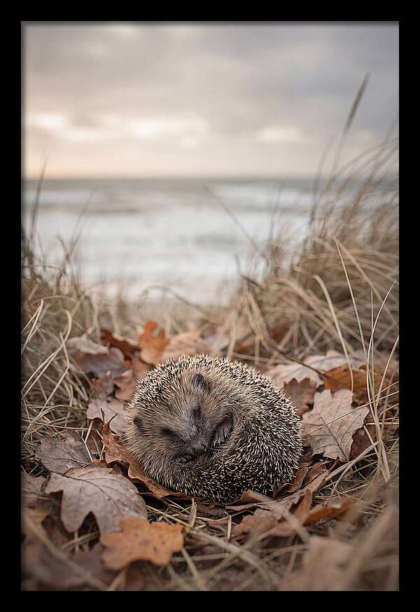 Baby Hedgehog Nestled In Leaves