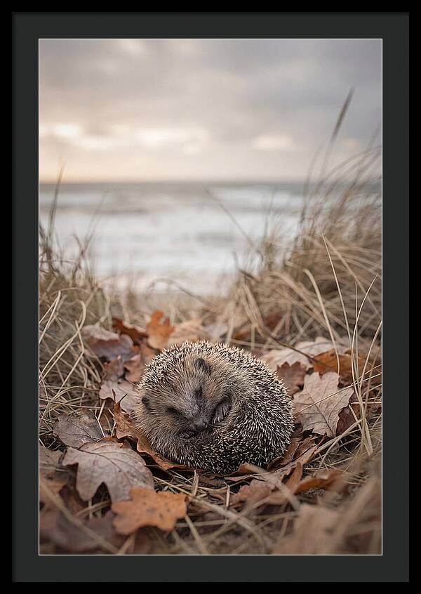 Baby Hedgehog Nestled In Leaves