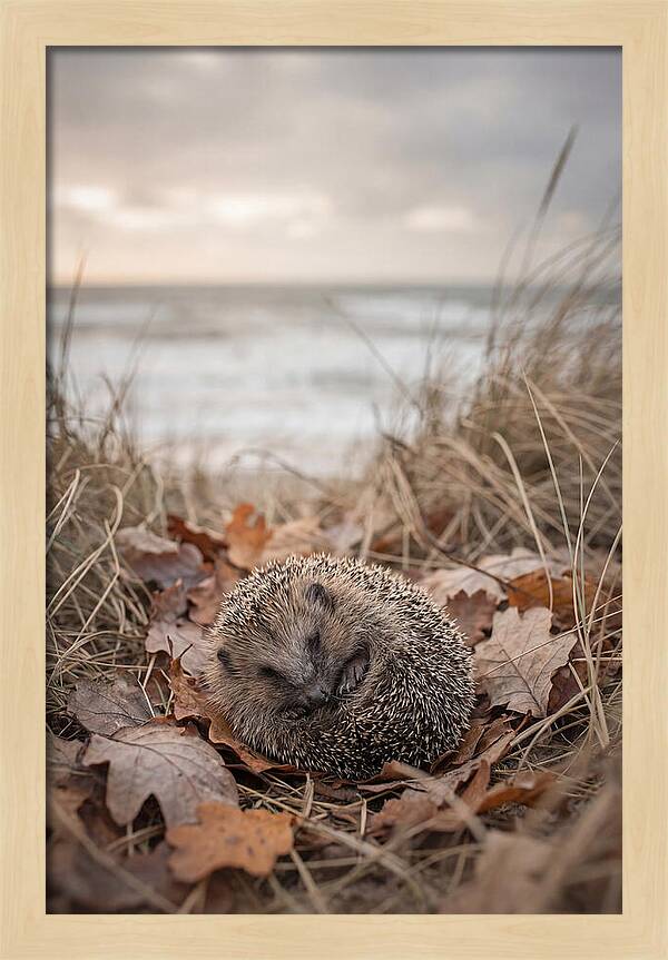 Baby Hedgehog Nestled In Leaves