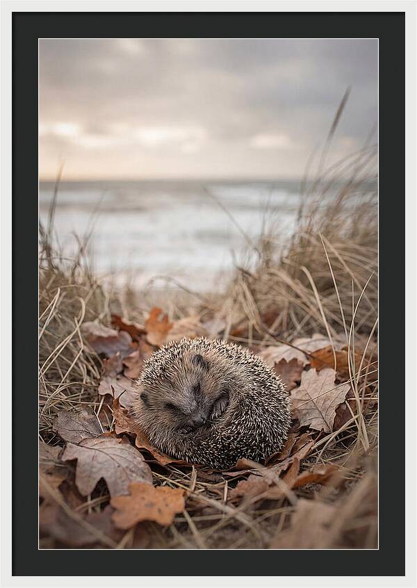 Baby Hedgehog Nestled In Leaves