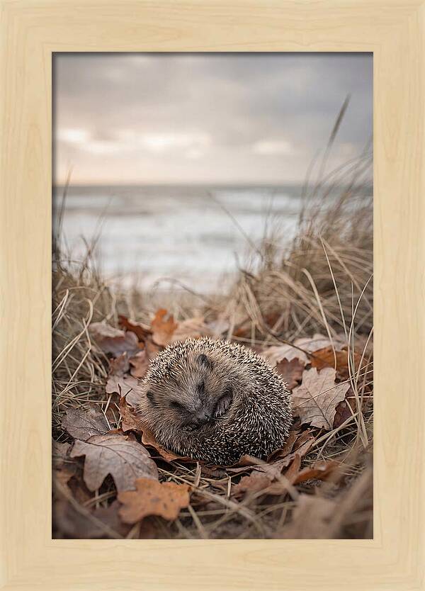 Baby Hedgehog Nestled In Leaves