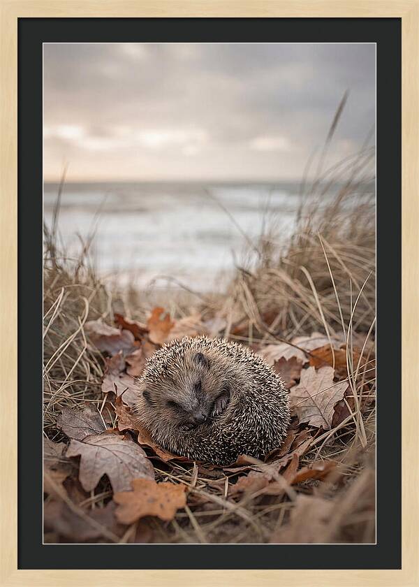 Baby Hedgehog Nestled In Leaves
