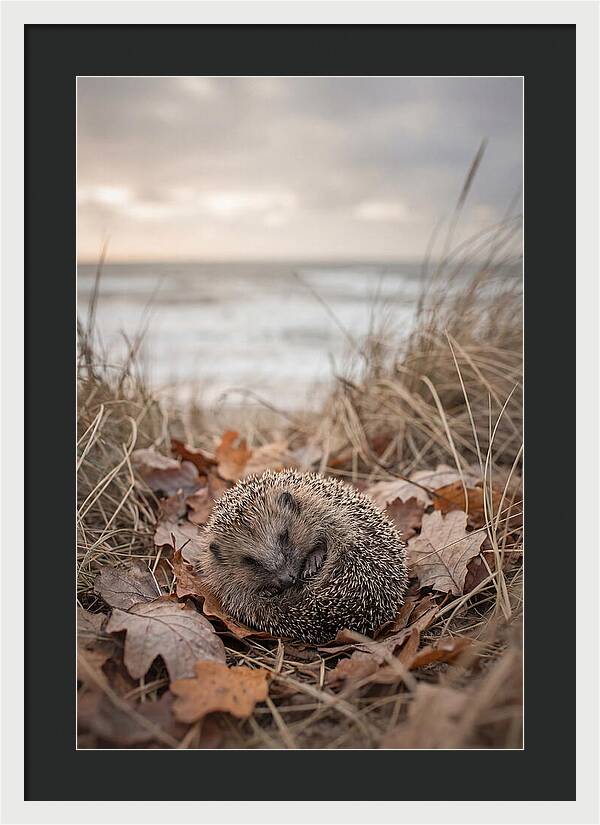 Baby Hedgehog Nestled In Leaves