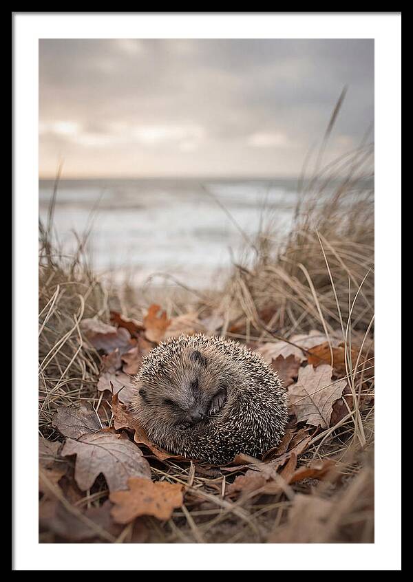 Baby Hedgehog Nestled In Leaves