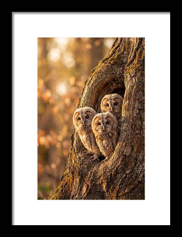 Baby Owls Peering From Tree Hollow