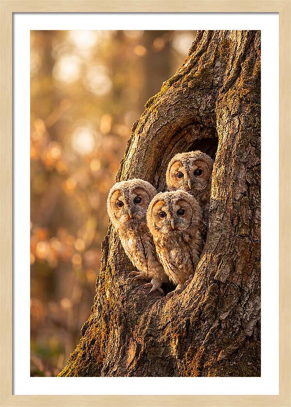 Baby Owls Peering From Tree Hollow