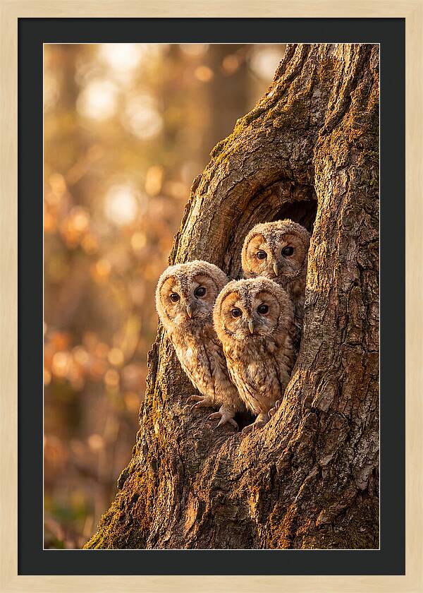 Baby Owls Peering From Tree Hollow