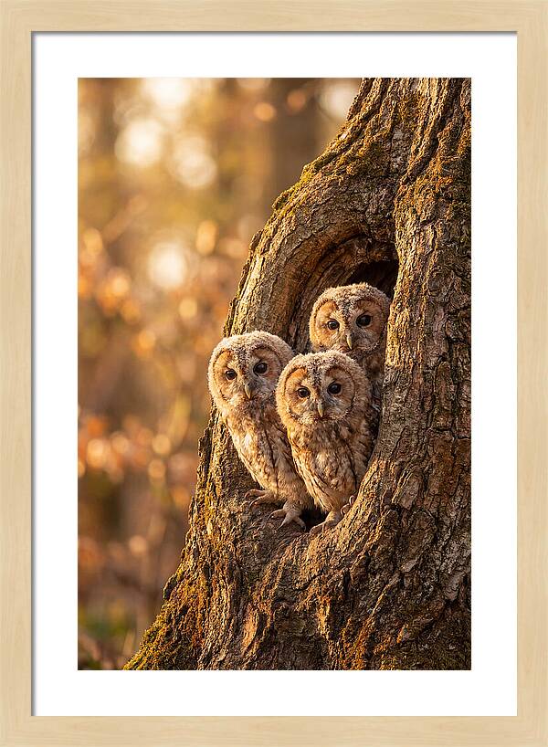 Baby Owls Peering From Tree Hollow