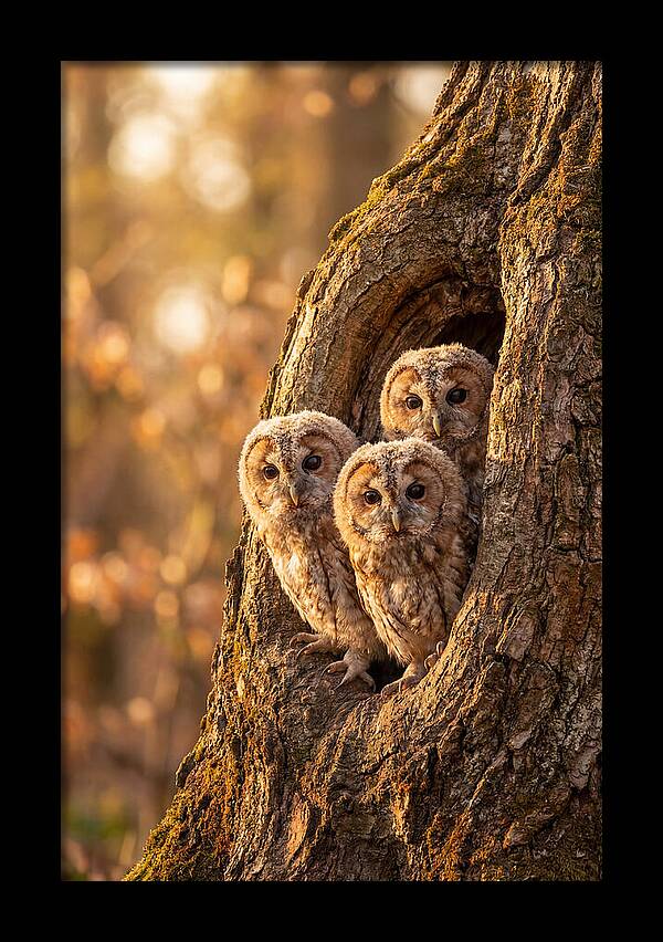 Baby Owls Peering From Tree Hollow