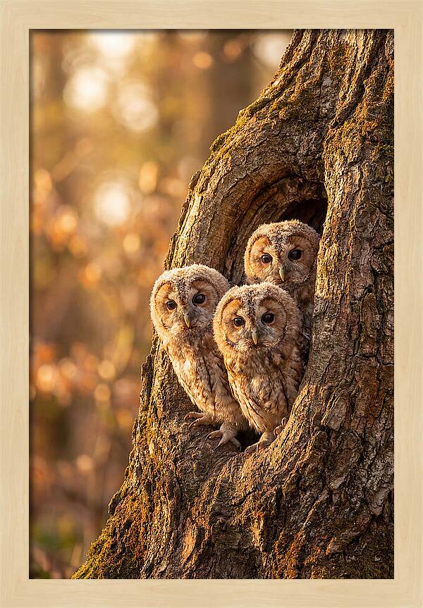 Baby Owls Peering From Tree Hollow