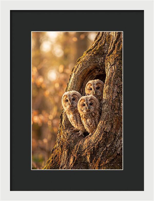 Baby Owls Peering From Tree Hollow
