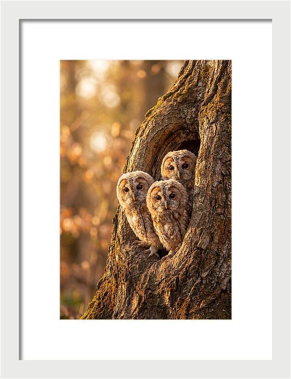 Baby Owls Peering From Tree Hollow