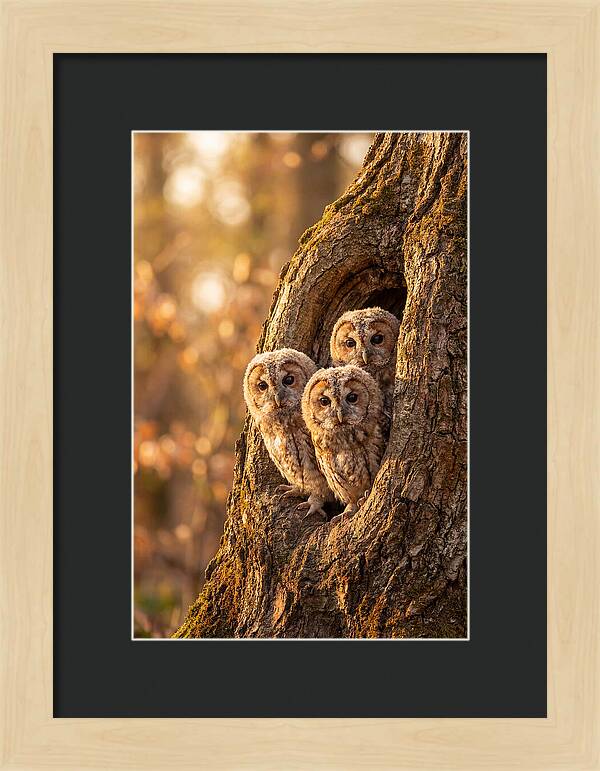 Baby Owls Peering From Tree Hollow