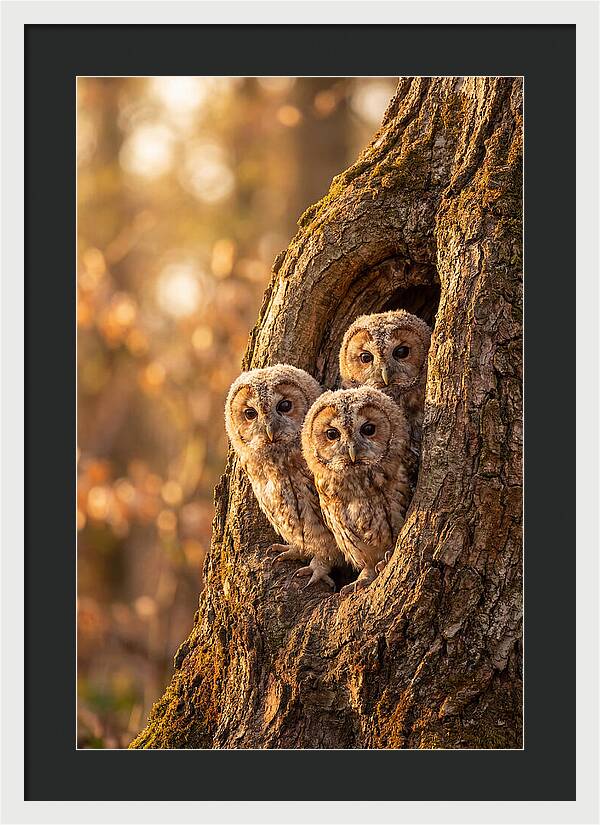 Baby Owls Peering From Tree Hollow