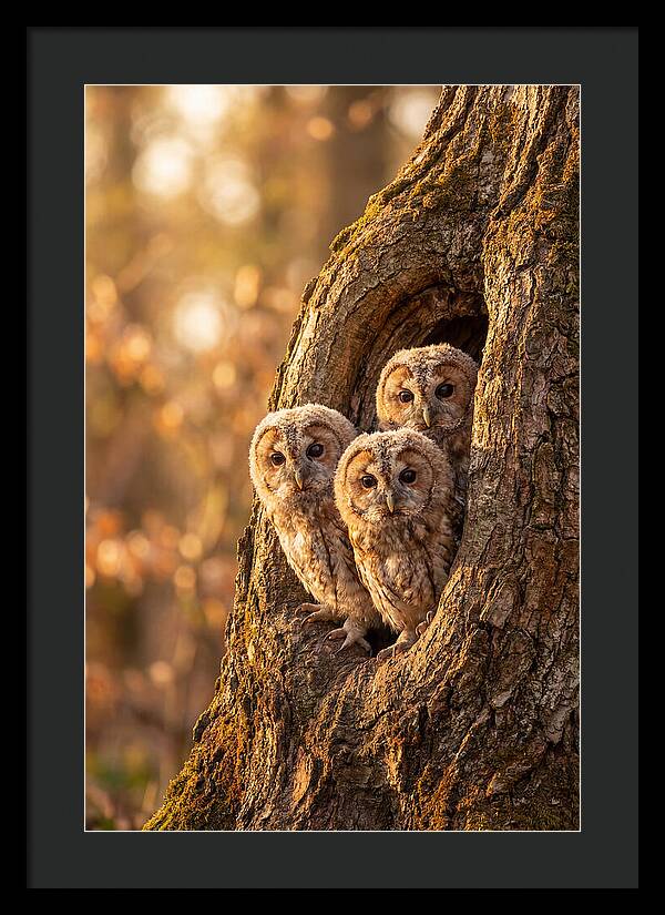 Baby Owls Peering From Tree Hollow