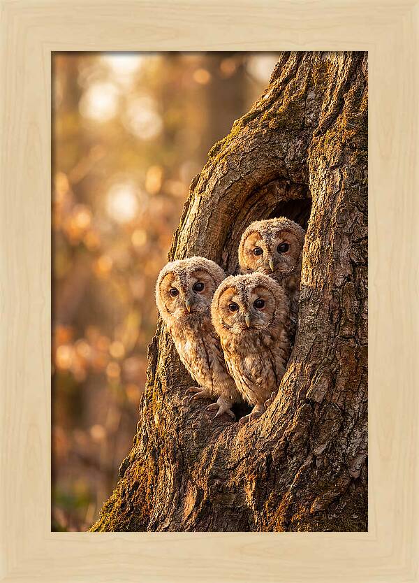Baby Owls Peering From Tree Hollow