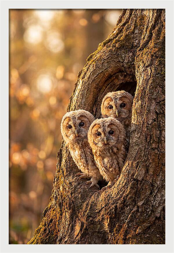 Baby Owls Peering From Tree Hollow