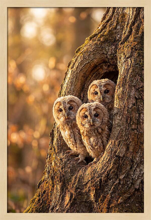 Baby Owls Peering From Tree Hollow