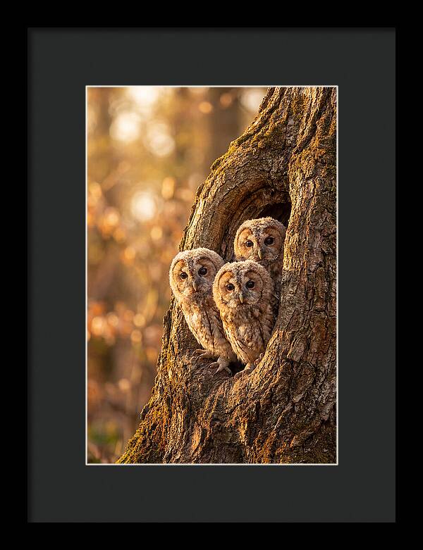 Baby Owls Peering From Tree Hollow