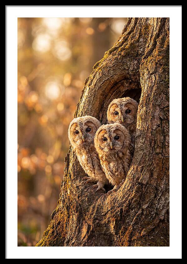 Baby Owls Peering From Tree Hollow