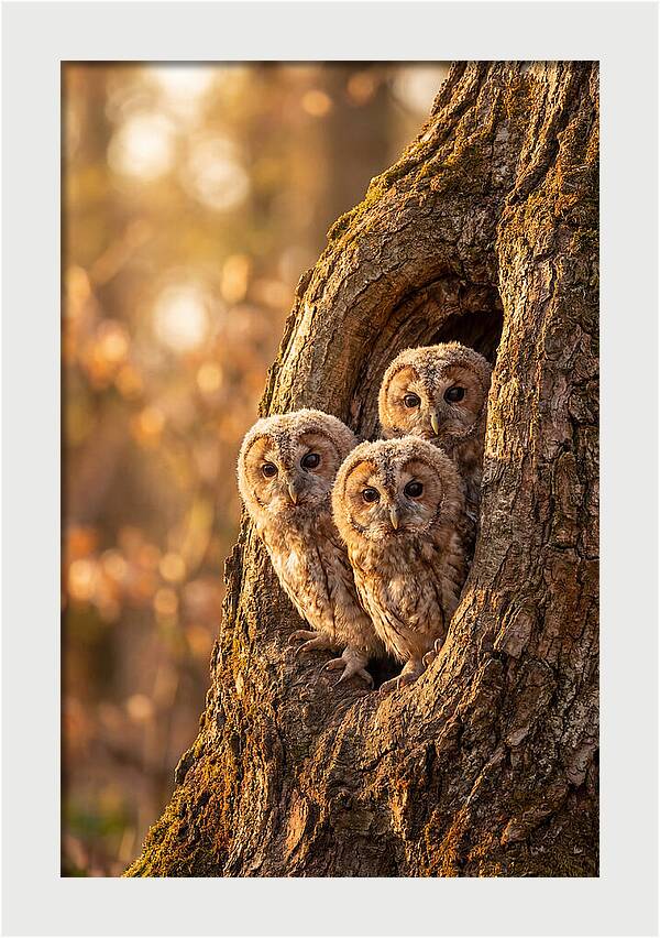 Baby Owls Peering From Tree Hollow