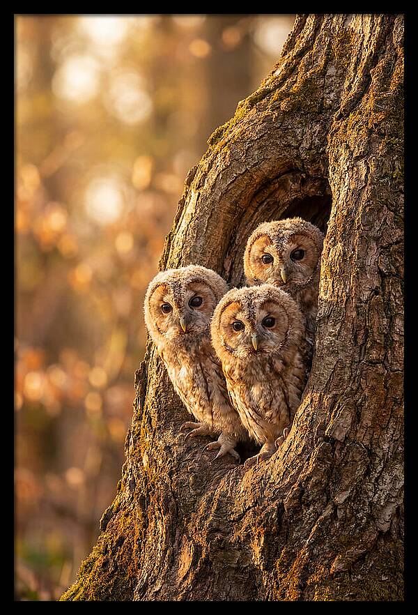 Baby Owls Peering From Tree Hollow