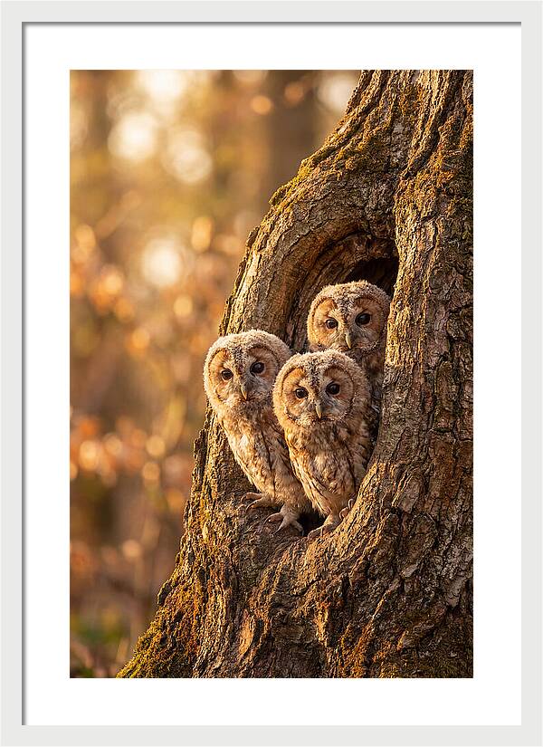Baby Owls Peering From Tree Hollow