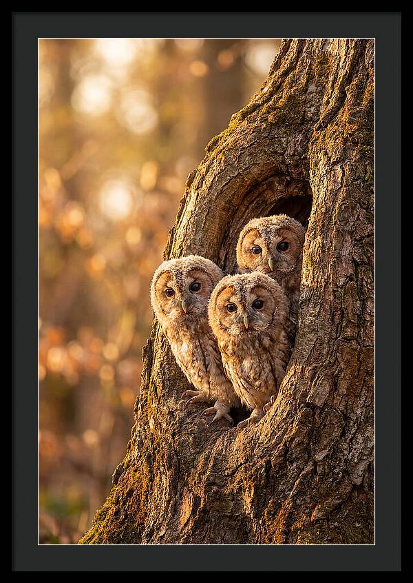Baby Owls Peering From Tree Hollow