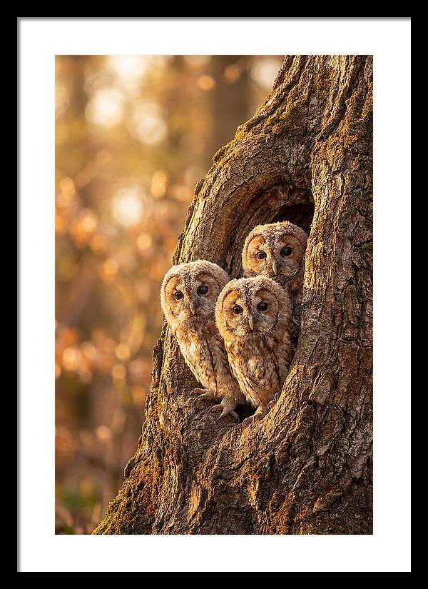 Baby Owls Peering From Tree Hollow