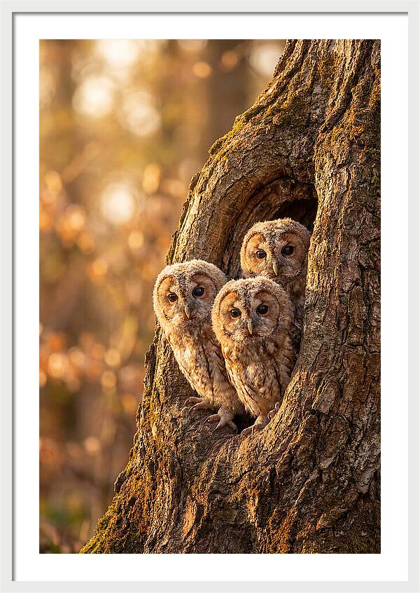 Baby Owls Peering From Tree Hollow