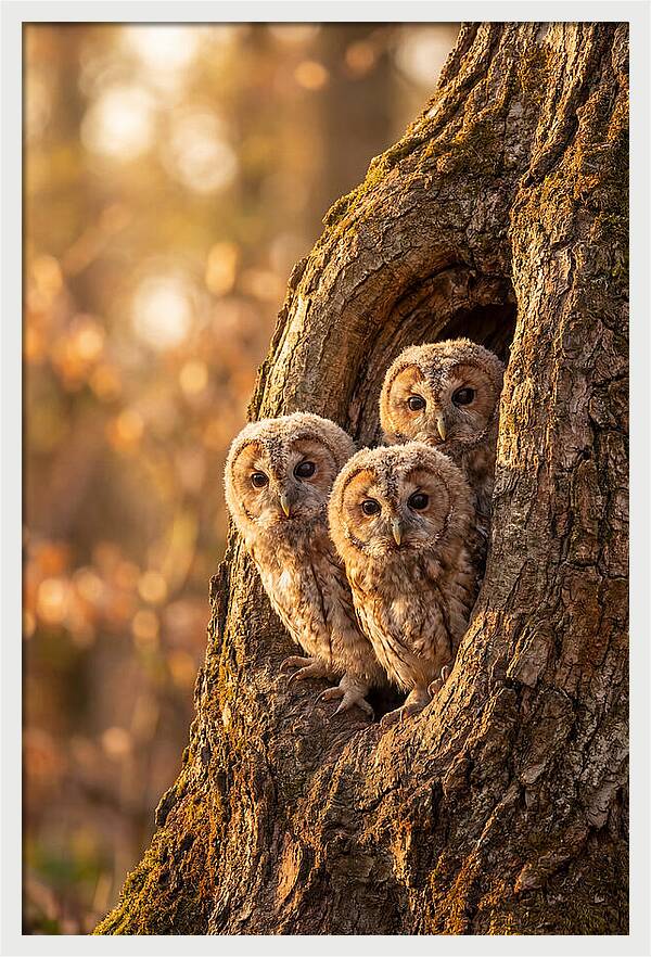 Baby Owls Peering From Tree Hollow