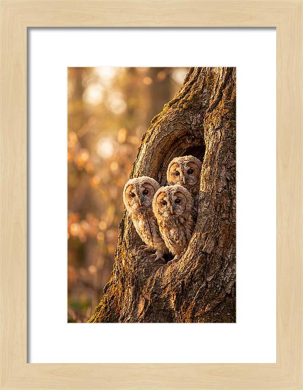 Baby Owls Peering From Tree Hollow