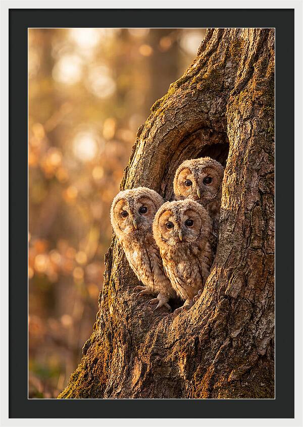 Baby Owls Peering From Tree Hollow