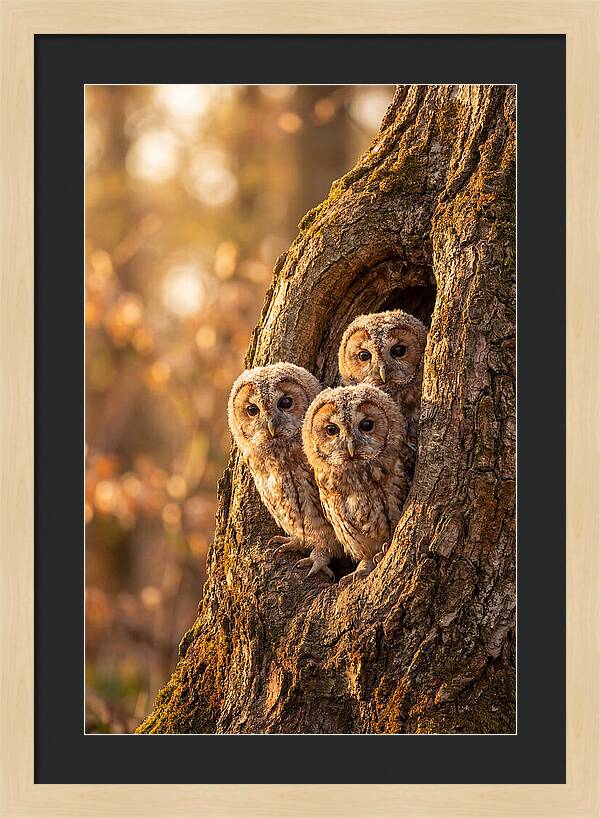 Baby Owls Peering From Tree Hollow