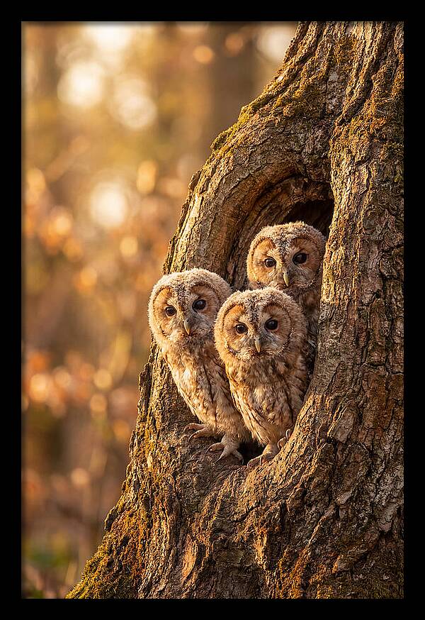 Baby Owls Peering From Tree Hollow