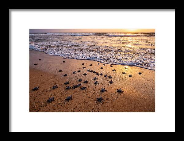 Baby Sea Turtles Journeying Home