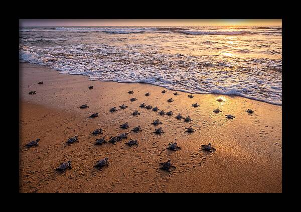 Baby Sea Turtles Journeying Home