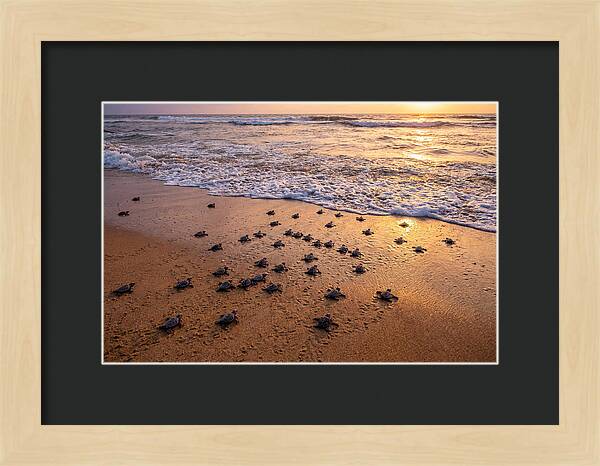Baby Sea Turtles Journeying Home