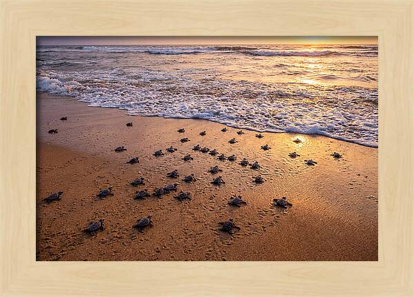 Baby Sea Turtles Journeying Home