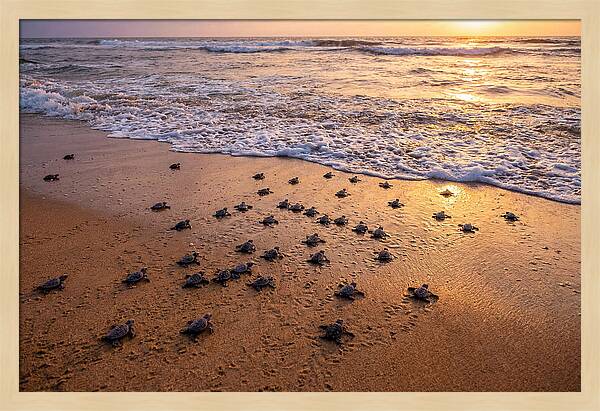 Baby Sea Turtles Journeying Home