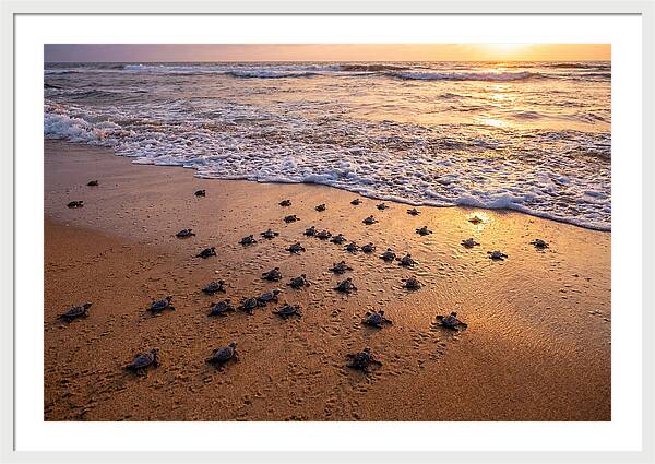 Baby Sea Turtles Journeying Home