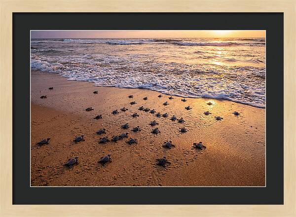 Baby Sea Turtles Journeying Home