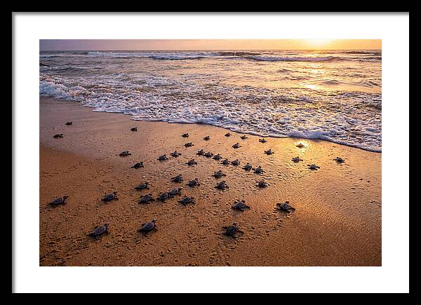Baby Sea Turtles Journeying Home